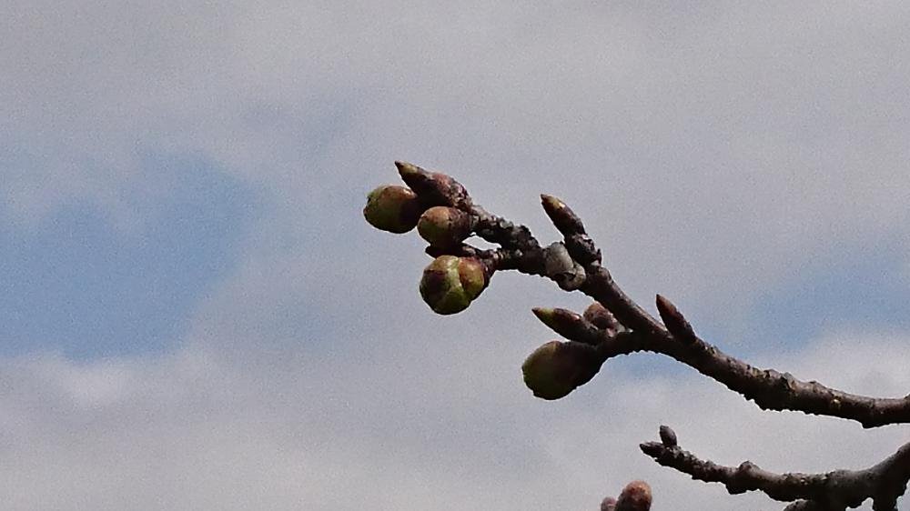 4��2�����Ǿ�����ŤĤ߳��־���(No4)������