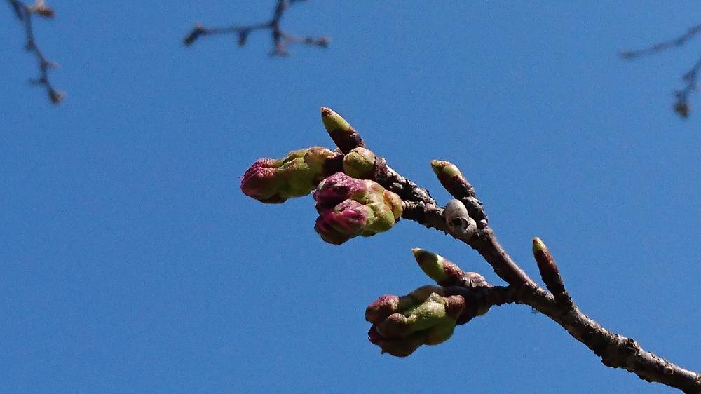 ����� �Ǿ�����ŤĤ�ɸ���ڳ��־���(No4)������