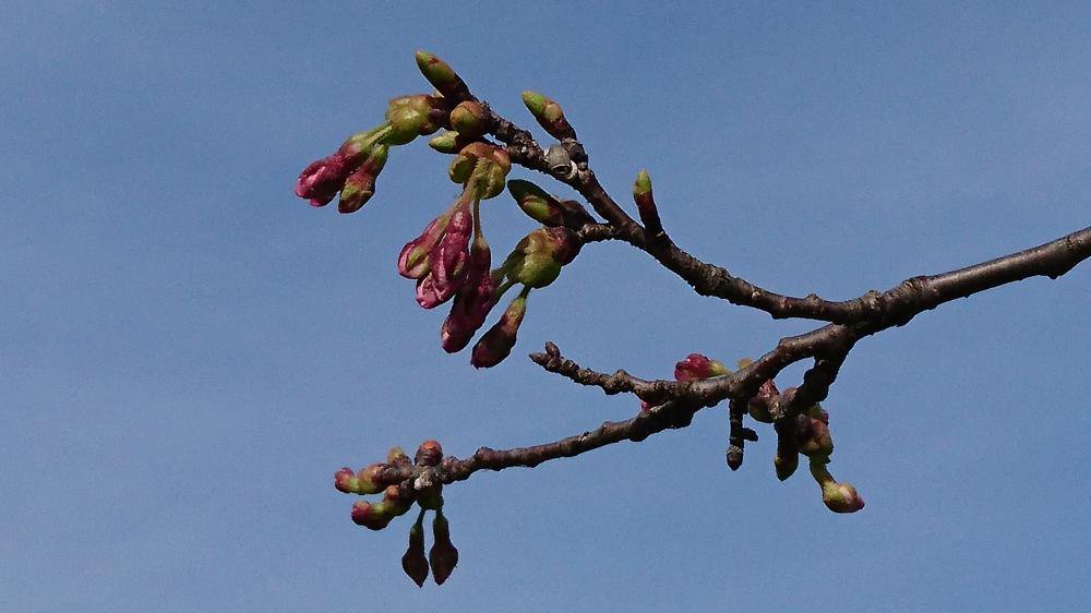 4��9�����Ǿ�����ŤĤ߳��־���(No6)������