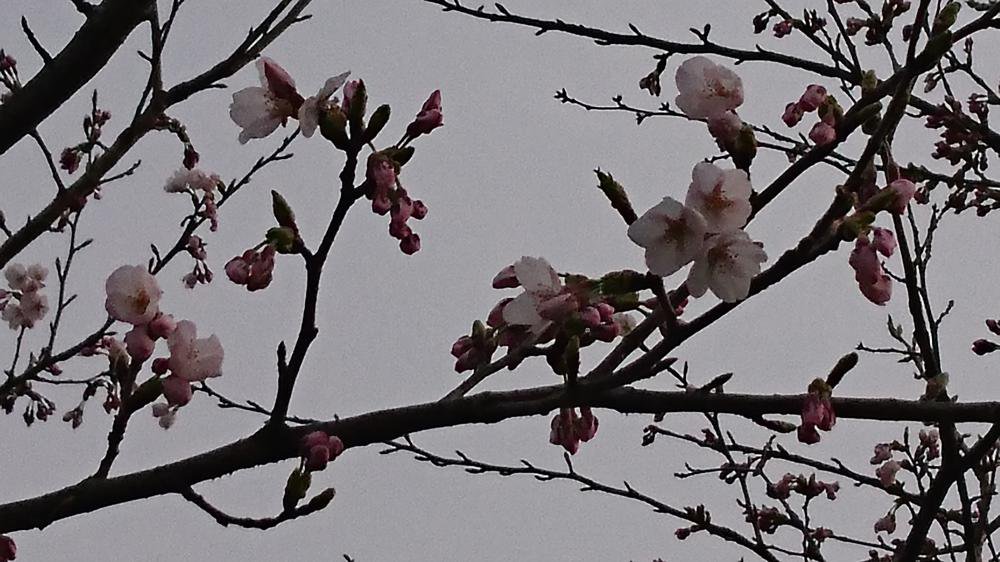 4��10�����Ǿ�����ŤĤ߳��־���(No7)������