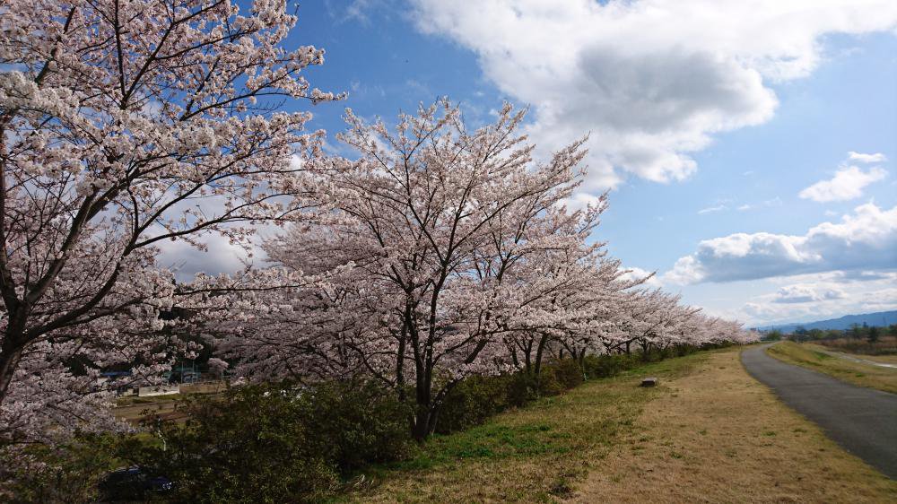 4��14�� �����������Ǥ������ŤĤߤ�����(������)������