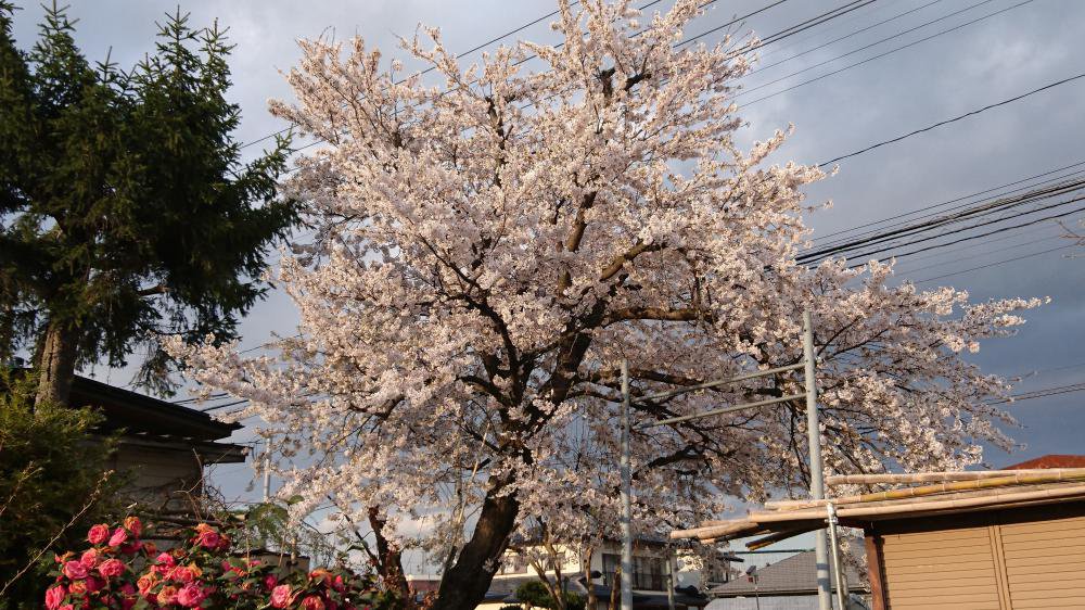 ��¸���Ǥ��������������ˤʤ�ޤǡ��֤ϻ���ʤ��ΤǤ���������