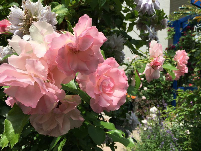 �����ץ󥬡��ǥ���� inĹ�桧����