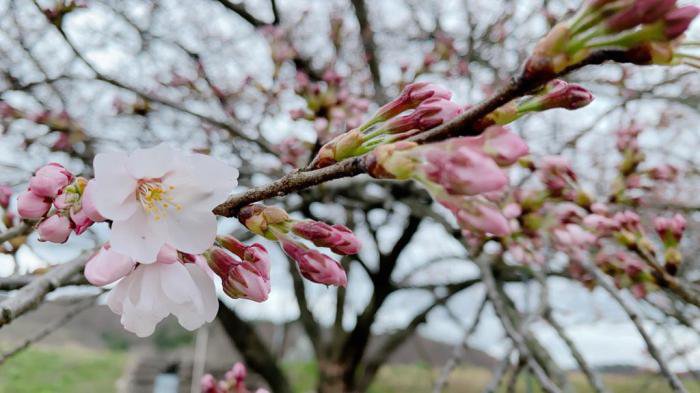 ��21 Ĺ�����κ����־����4��5��)������