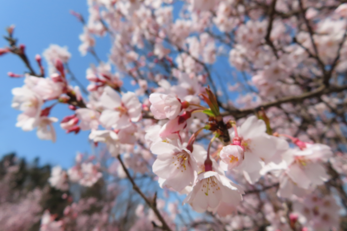 ��21 Ĺ�����κ����־����4��8��)������