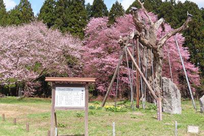 �ڲֺ餱�����ץ˥󥰥��٥�ȡ�IN������Į�ۡ�����