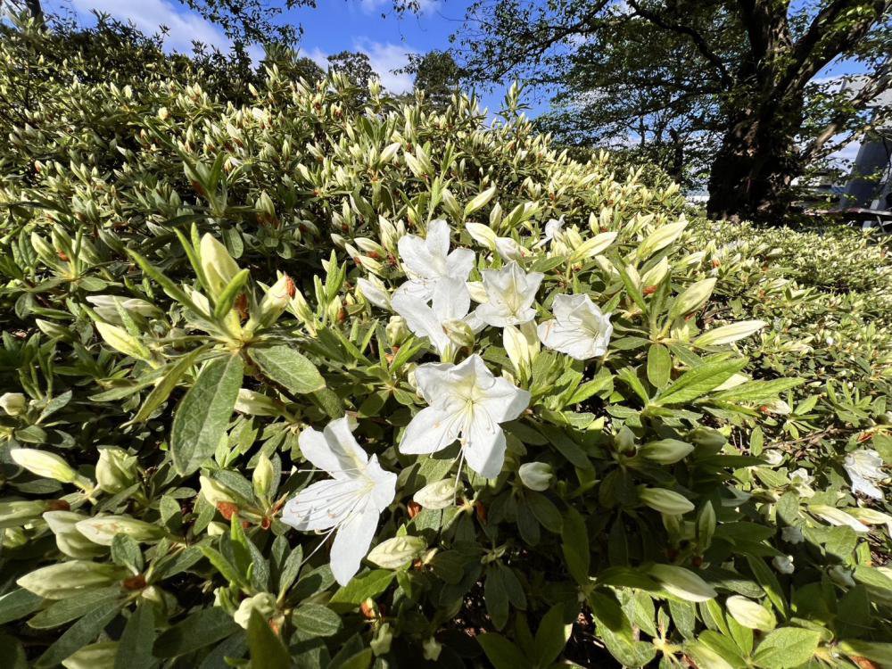 '25 ��ĤĤ� ���־���(5��13��)������