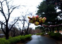 今年の桜はいつもと違います！：画像