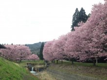 桜まだまだいけますね〜：画像