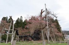 ’22 長井市内の桜開花情報（4月14日)：画像