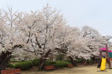 ’22 長井市内の桜開花情報（4月18日)：画像