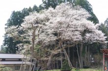 ’22 長井市内の桜開花情報（4月21日)：画像