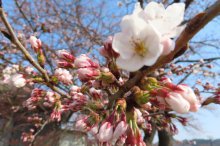 ’23 長井市内の桜開花情報（4月4日)：画像