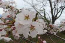’23 長井市内の桜開花情報（4月7日)：画像