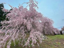 ’23 長井市内の桜開花情報（4月18日)：画像