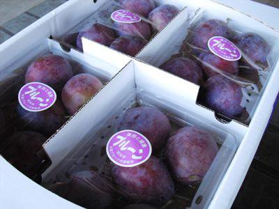 �ڻ��������ץ롼�󡡡֥ץ쥸�ǥ�ȡסۡ�����