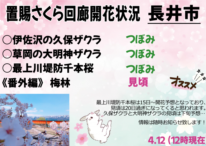 ’22 長井市内の桜開花情報（4月12日)：画像