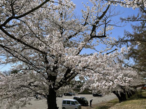 ’23 長井市内の桜開花情報（4月10日)：画像