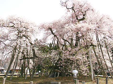伊佐沢の久保桜