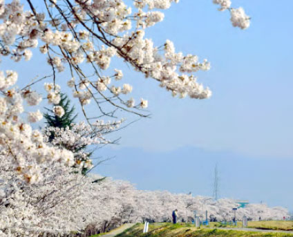桜回廊 名木巡り