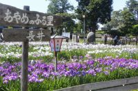 令和２年 あやめまつり のご案内 長井市観光ポータルサイト 水と緑と花のまち ようこそ やまがた長井の旅へ
