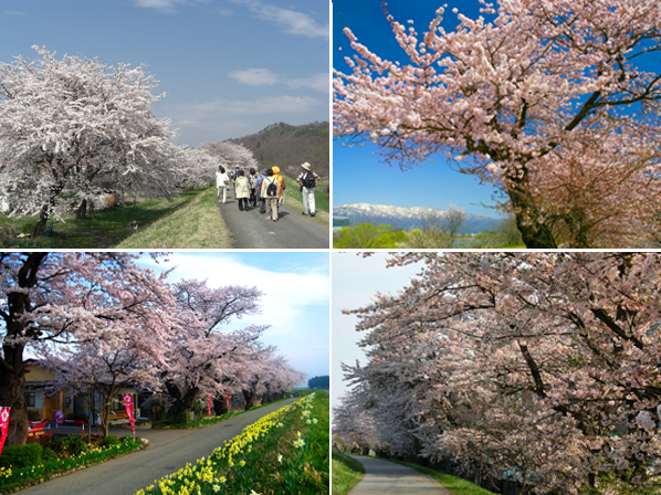 最上川堤防千本桜 長井市観光ポータルサイト 水と緑と花のまち ようこそ やまがた長井の旅へ